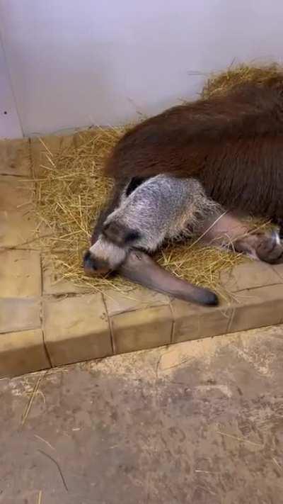 Not wanting to wake up in the morning seems te be the same no matter what species