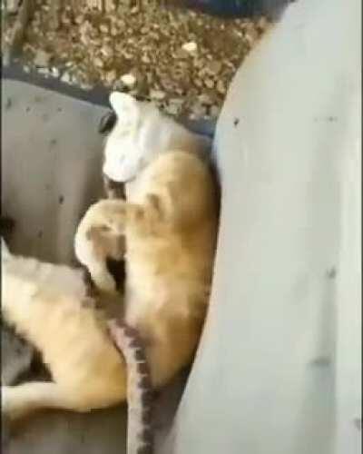 Cat and snake
