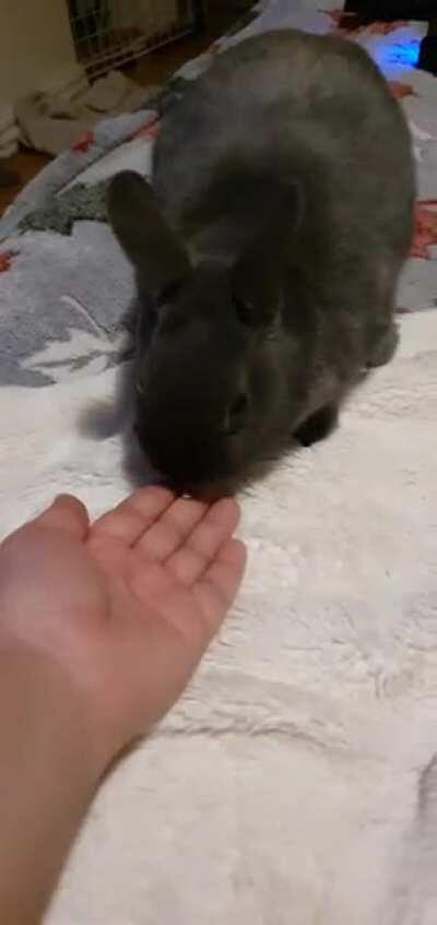 Today i made progress, after not really coming to us, i discovered that I can bribe him with sunflower seeds in exchange of a cuddle,he doesn't like to be touched but he's starting to open up