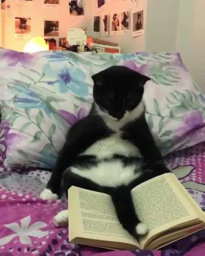 One of the most educated cats.In his free time, he loves to read