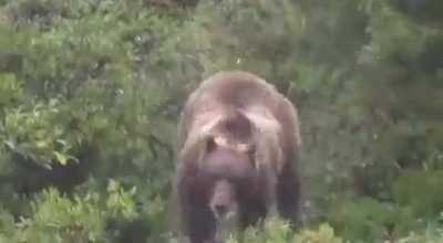 Grizzly running hundreds of feet in seconds