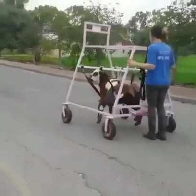 Cow PT zoomies may be the most beautiful thing