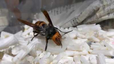 Queen giant hornet with a big appetite