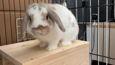 Horny boy angry because I won’t let him mate with my arms or legs.