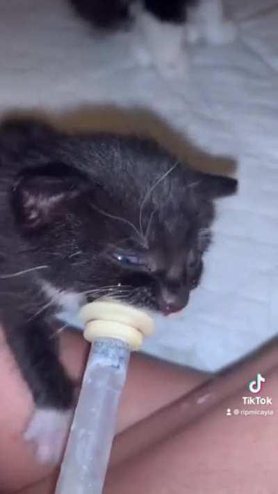 this little criminal is under arrest for over eating