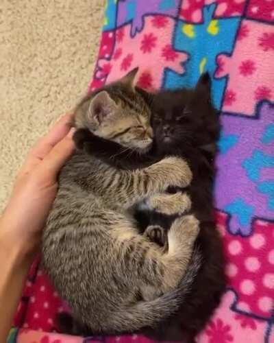 Two sleepy cuddly kitties
