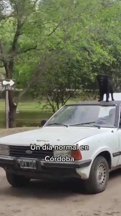 El firulais surfeador de taunus..!