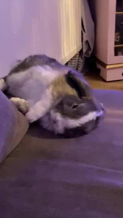 Bobby had learnt this trick that as soon as you turn the PlayStation off he plays dead because he doesn’t want to go to bed..