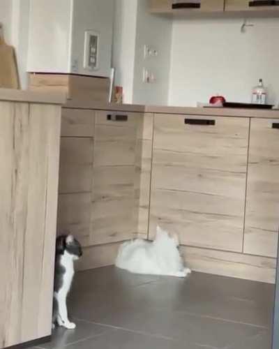 Cat's friend is amazed what their friend can do