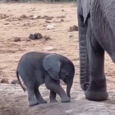 Baby elephant discovering its trunk