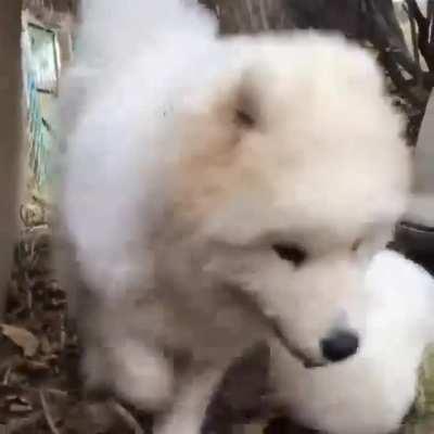 Arctic fox and white dog 