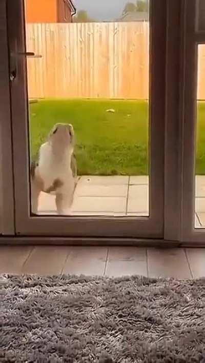 when wunkuresses wunk