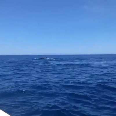 How can they move so lightly when they are so heavy?