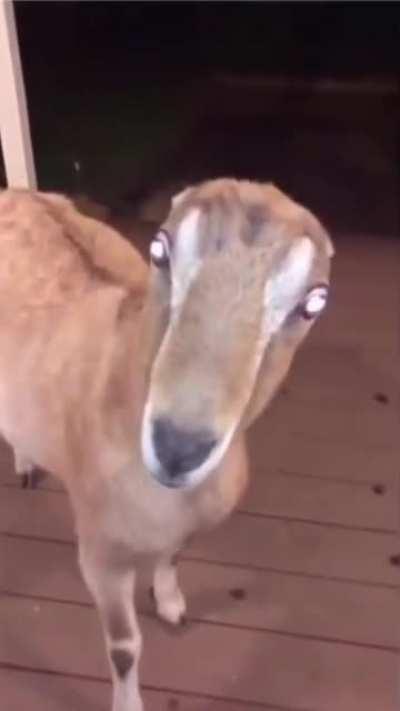 It’s piercing stare is making me uncomfortable