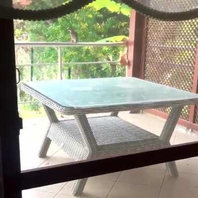 Owner of the house leaves food outside for her cats every day so the Gray Jay is cunningly meowing like a cat