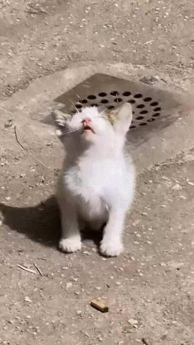 kitty fell asleep standing in the sun hehe