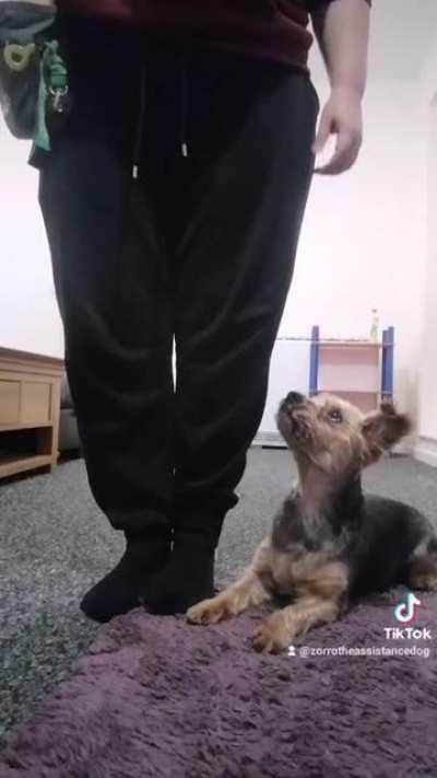Training my assistance dog zorro 🐕🥰
