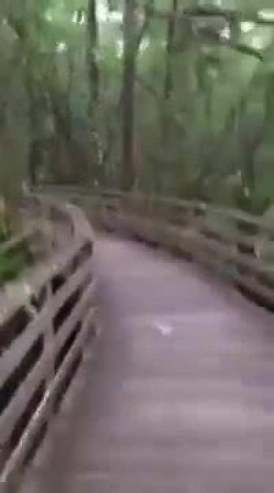 Close Encounter With A Cougar