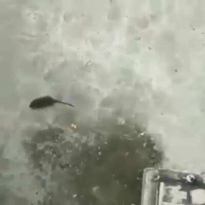 i followed you in twitter instagram subcribe hope you like it