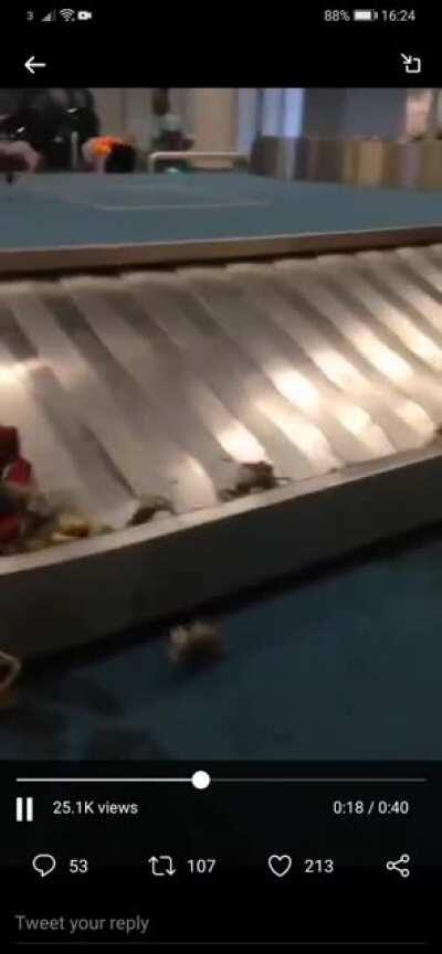 Nigerian lady traveling to Heathrow's luggage bursts open on conveyor. Crabs happen.