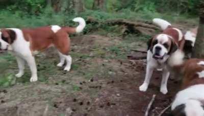 Сенбернарчики