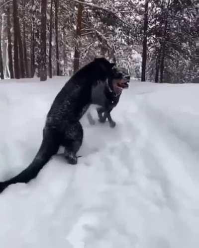 Dog and Panther. Best friends forever.