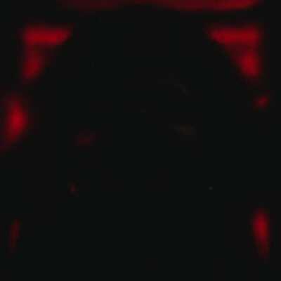 Someone on the Uzi sub requested I post the Tidal moving cover art for AH. Thus...