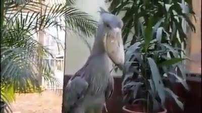 Shoebill stork sound