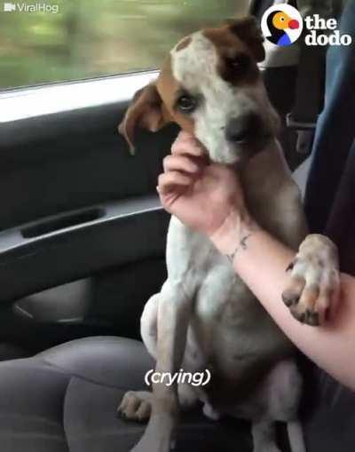 Rescued puppy shows love