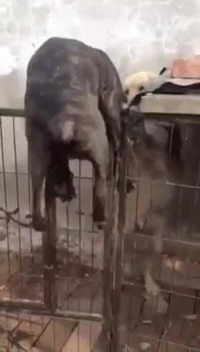 My friend sent me this earlier and I just feel bad for this dog