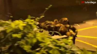 Someone bought this costume for their dog and let him loose