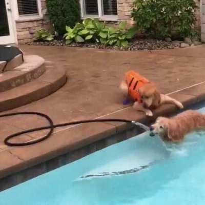 Old dog finds a way to get water from a pup-protected hose.
