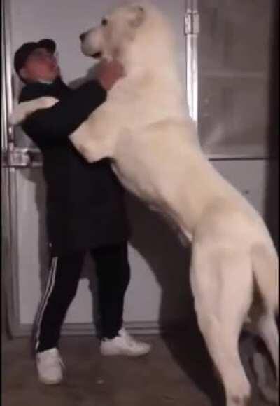 you're telling me that’s not a polar bear