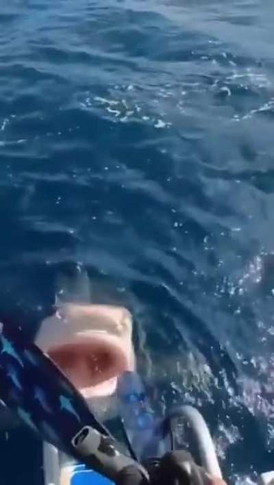 🦈 going to need a bigger boat 🏊