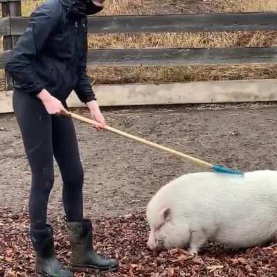 Stanley’s a fan of the piggy scratching rake at Blackbird Ranch Sanctuary