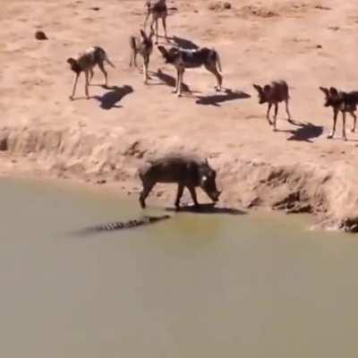 A warthog trapped in a stand-off between a pack of wild dogs and a crocodile.