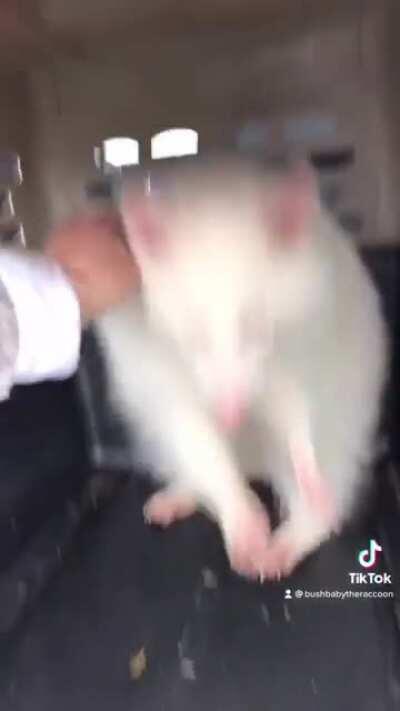 Pearl at her annual vet check 😆 NO TOUCH!