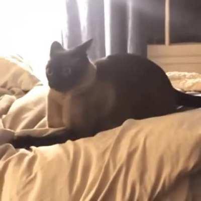 This is true cat love!