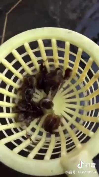 Thanks I Hate Baby Horseshoe crabs swimming upside down