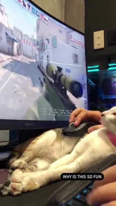 My cat refuses to leave her spot… most fun I had playing CSGO in years xd