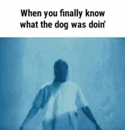 What the dog doin’