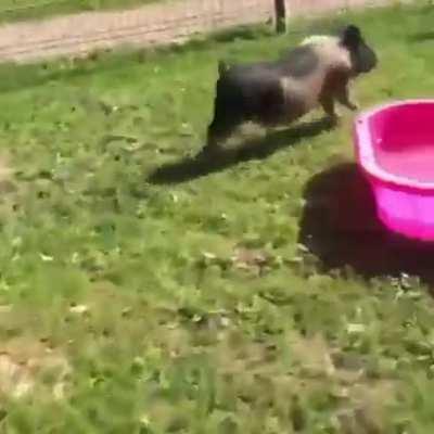 Some of the speediest zoomies you'll see