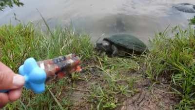Red-eared sliders really love fish and fruit popsicles!