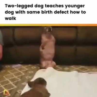 OMG... Those cute eyes...