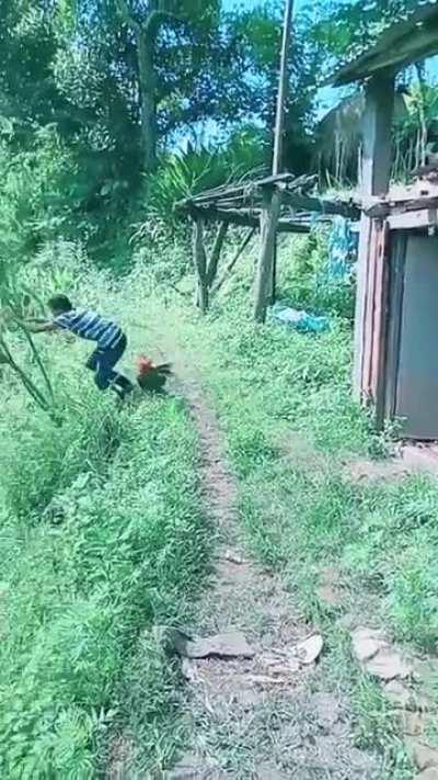 Don't mess with a rooster