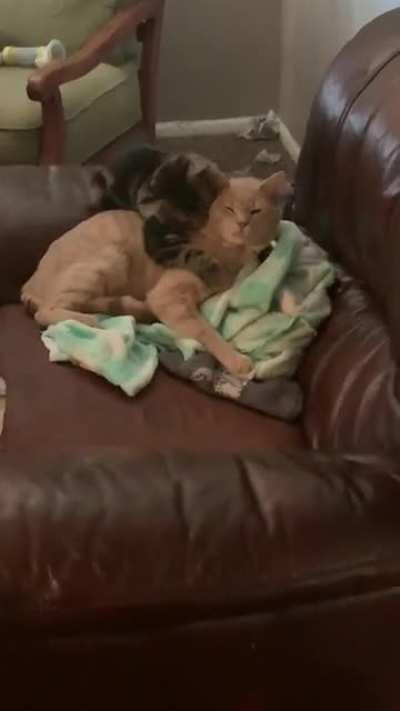 😻😹Theo got a new little brother 😹😻