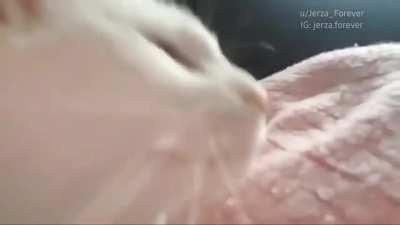 Cat vibing to STT background music, when copyright music is muted on YouTube