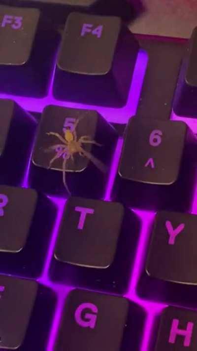 Little pal has been living in my keyboard for a while, ID request, NE USA.