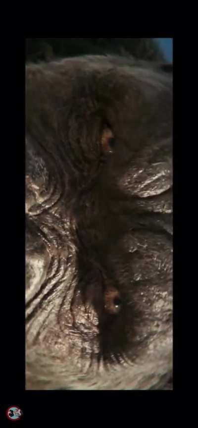 New footage of Kong and Godzilla in Egypt