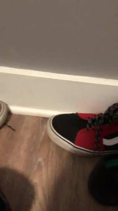 Woke up at 5AM to this little guy